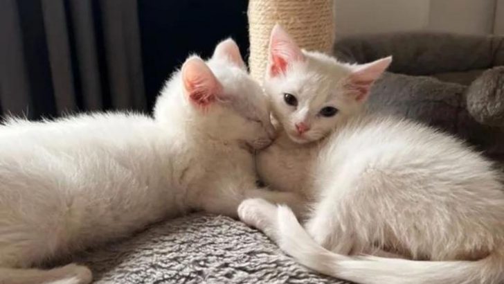 Two Tiny Kittens White As Snow Were Found In A Backyard, Desperately Meowing For Help