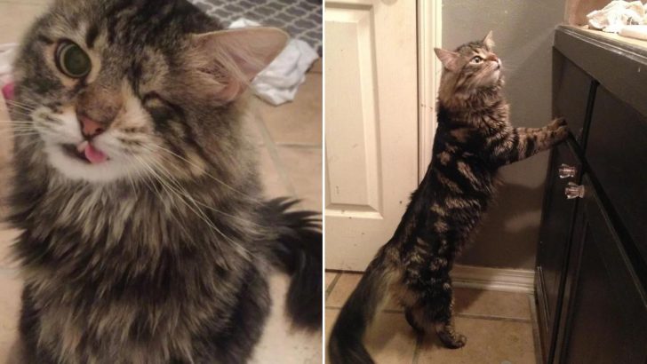 This Charming One-Eyed Kitty Radiates Beauty In His Own Style And Is Sure To Melt Your Heart