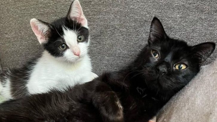 The Wobbly Black Cat Welcomes Another Wobbly Kitten Into His Home