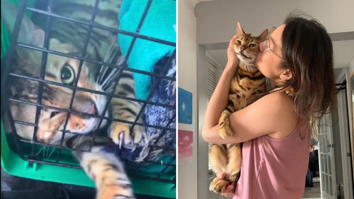 Traumatized Bengal Cat Blossoms After Finally Feeling What True Love Is