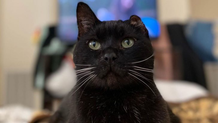 Abandoned Cat With One Ear Finds Love In A Place You’d Never Expect