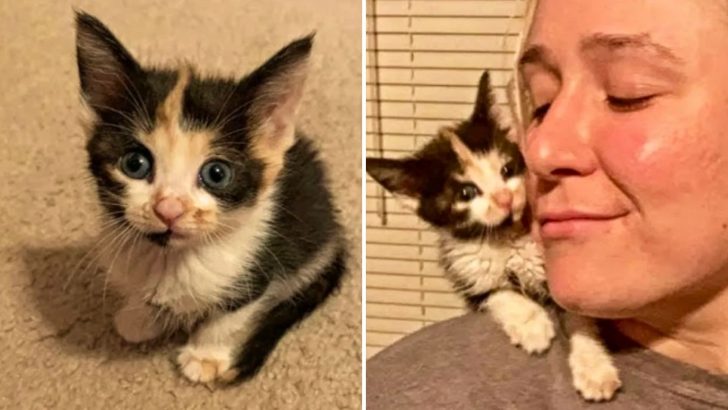 Woman Couldn’t Get The Kitten Out Of Her Mind, She Drove A Staggering 1,090 Miles To Adopt Her