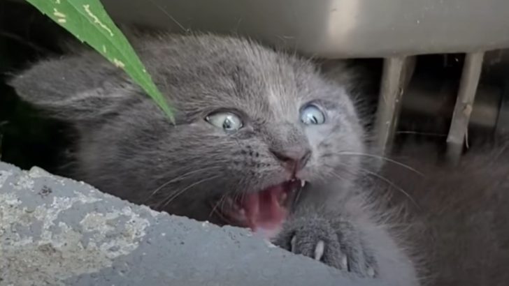 Woman’s Day Takes A Challenging Turn When She Finds A Feisty Feral Kitten Under Her Trash Cans