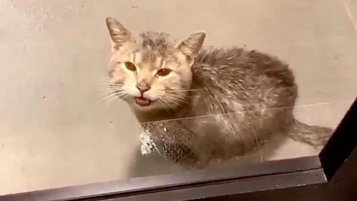 Woman Finds A Cat Outside Her Office Door, Desperately Meowing To Be Saved From The Pouring Rain