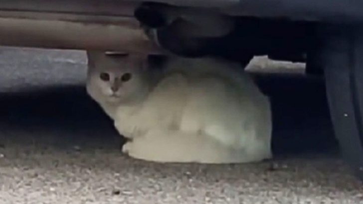 Woman Finds An Abandoned White Feline Hiding Under A Car And Decides To Change His Life