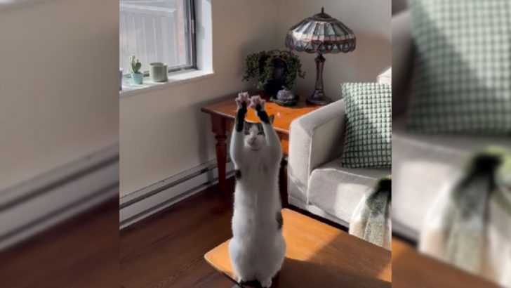 This Cat Has The Weirdest Habit And Her Owner Needs Help Figuring Out What It Actually Means