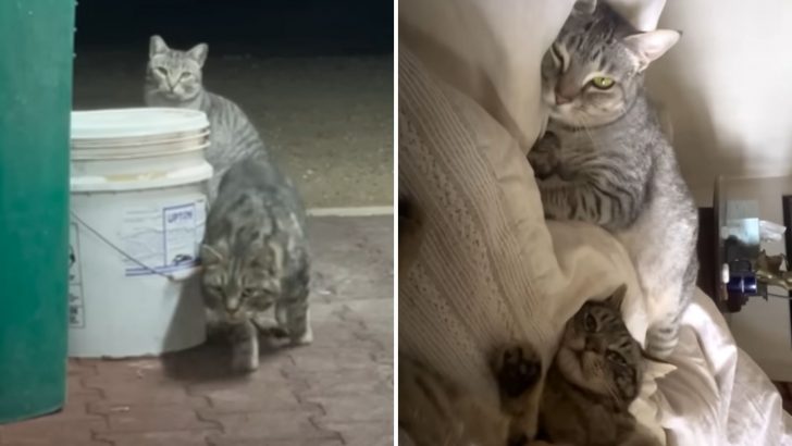 Woman Spent 6 Months Trying To Approach Two Stray Cats And It Was Absolutely Worth It