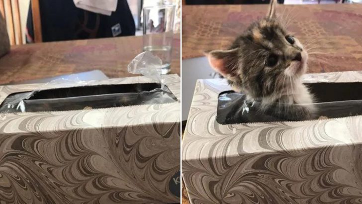 Woman’s Frantic Search For Her Missing Kitten Ends In The Most Unbelievable Place