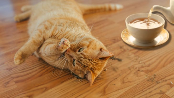 You Have To Learn This Catnip Tea Recipe For Your Cat