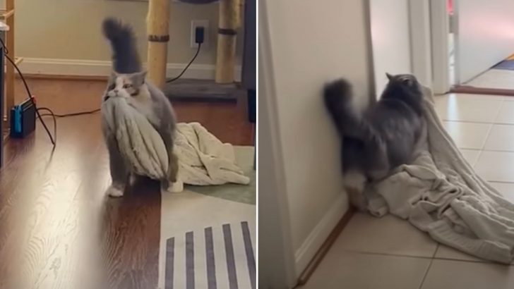 This Kitty Has The Weirdest Quirk And You’ll Never Guess What It Is