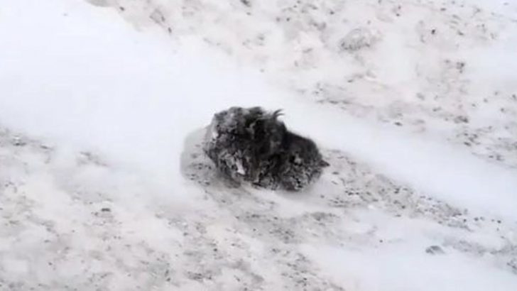 Young Man Was Driving His Car When A Frozen Fur Ball Caught His Attention