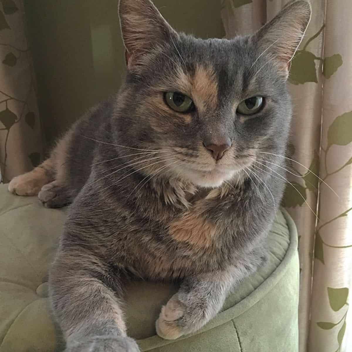 a beautiful cat is lying on a stool and looking at the camera