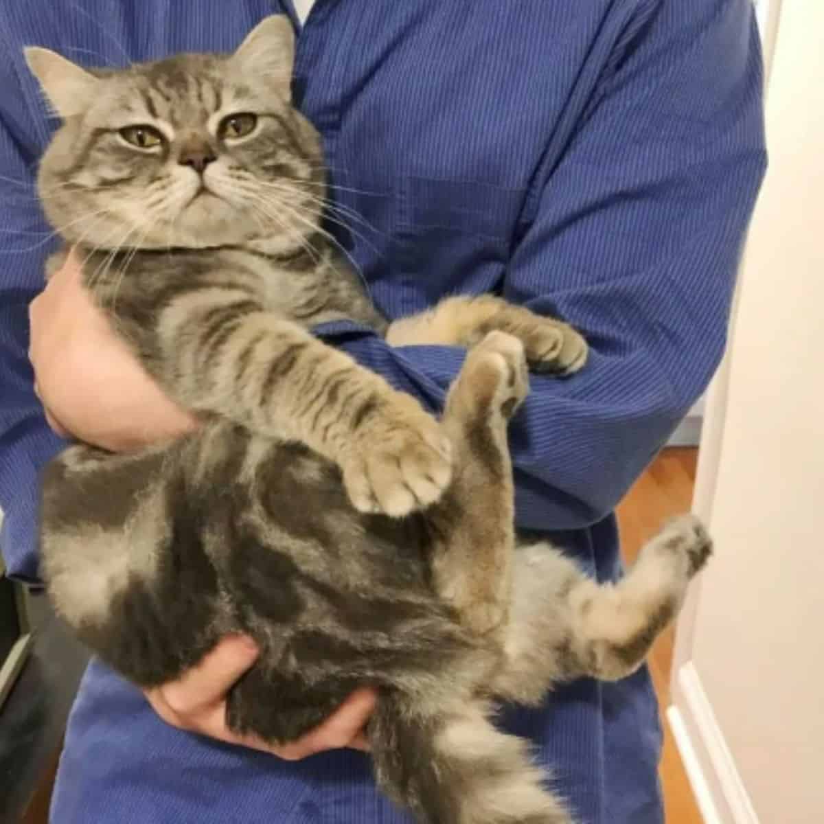 a big gray cat in a man's arms