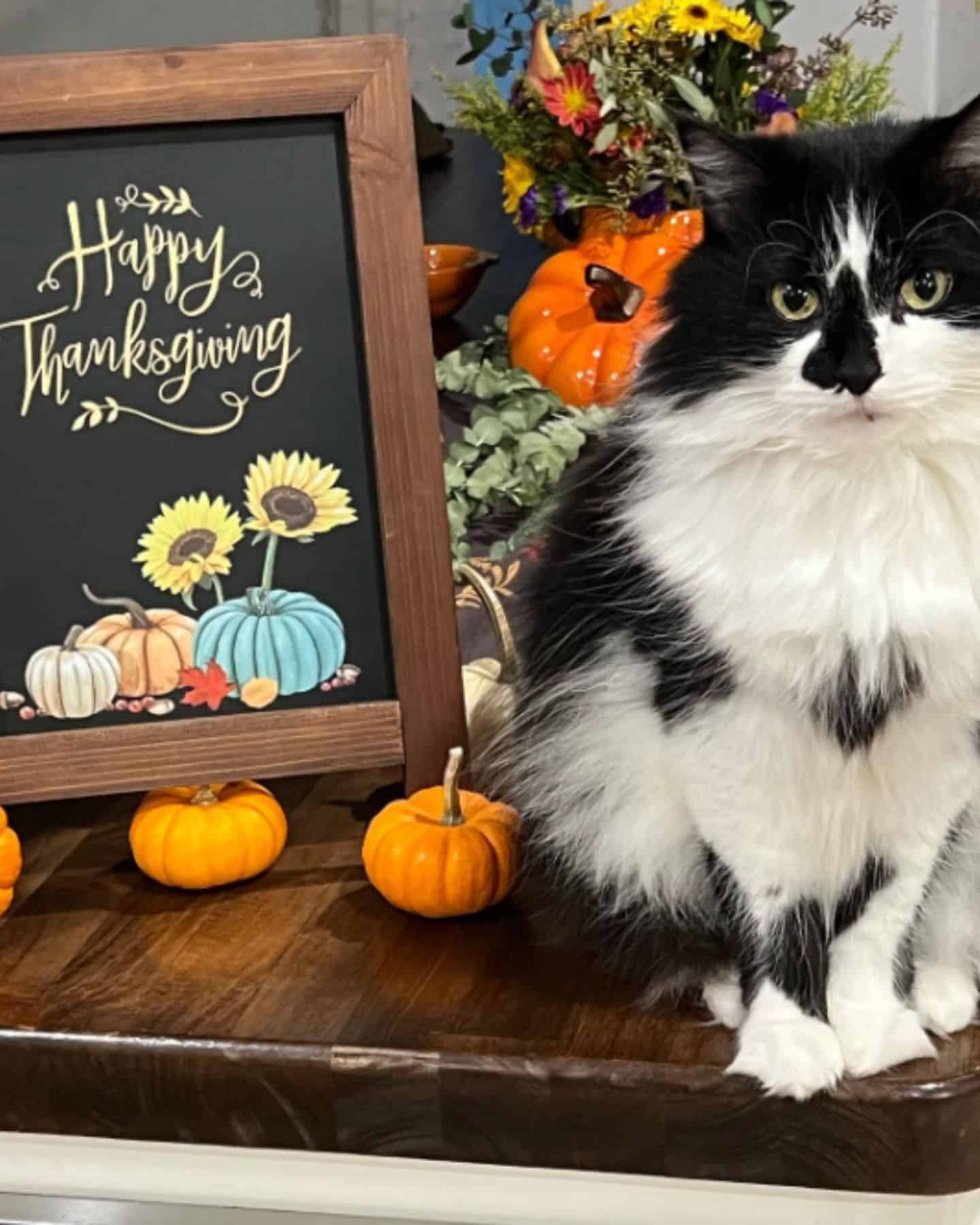 a black and white cat is sitting next to the picture