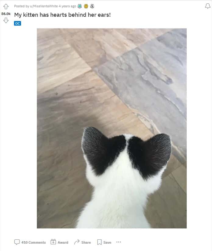 a black and white cat walks on the tiles