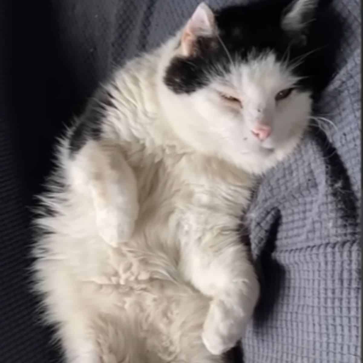 a black and white cat with half-closed eyes is lying on the couch