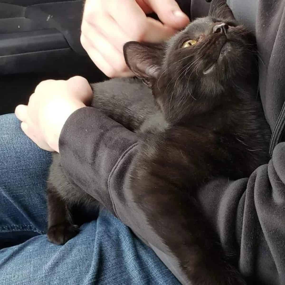 a black cat in a man's lap enjoys being petted