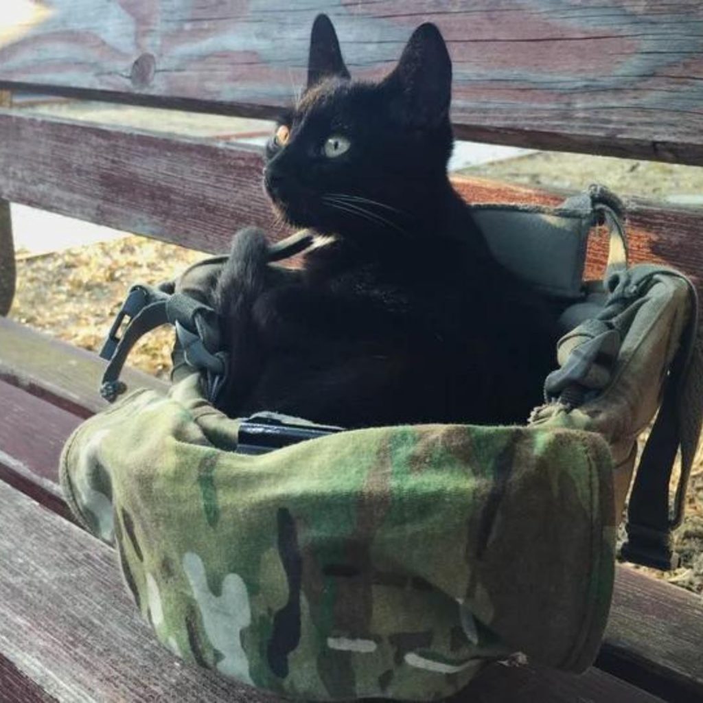 a black cat sits in a black helmet