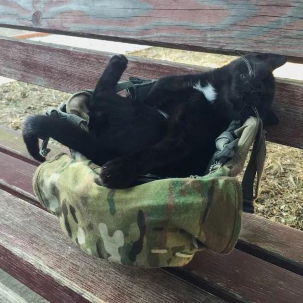 a black cat sleeps in a helmet on a wooden bench