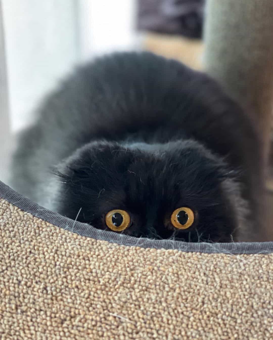 a black cat with big eyes peeks out