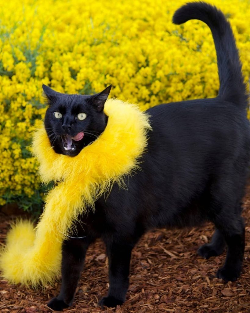 a black cat with yellow feathers around its neck