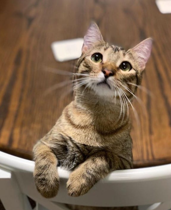 a cat leaning on a chair is looking at the camera