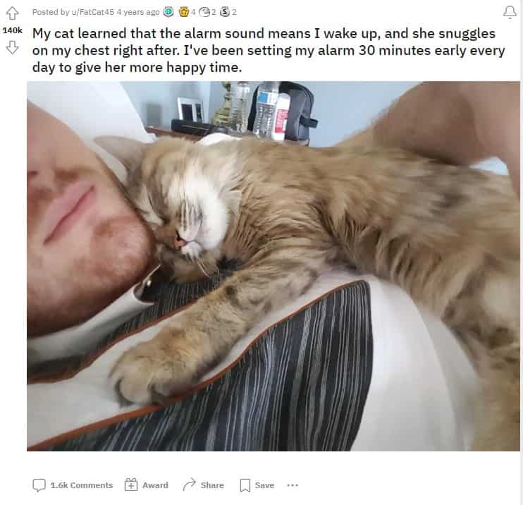 a cat sleeps on a man's shoulder