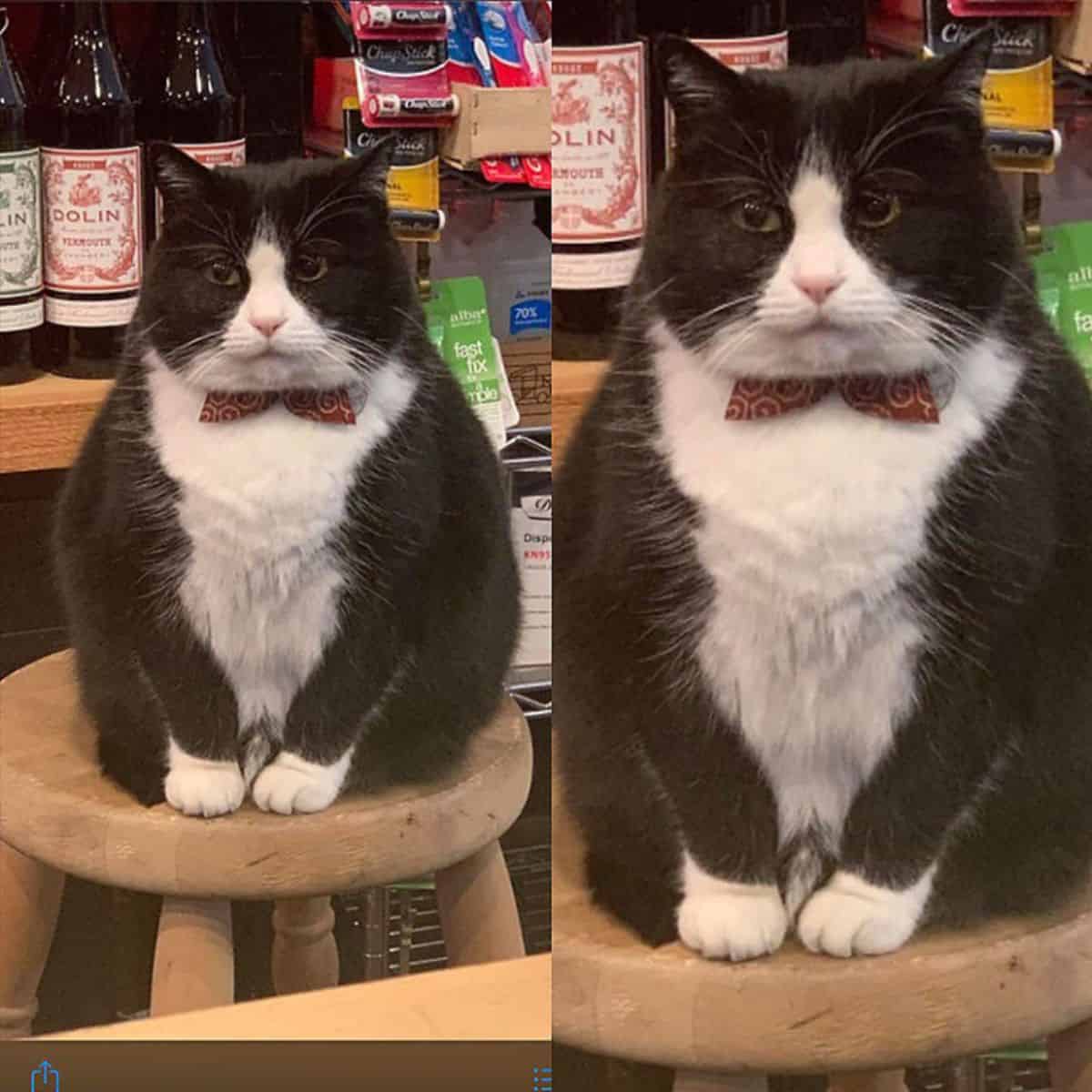 a cat with a red bow sits on a wooden chair