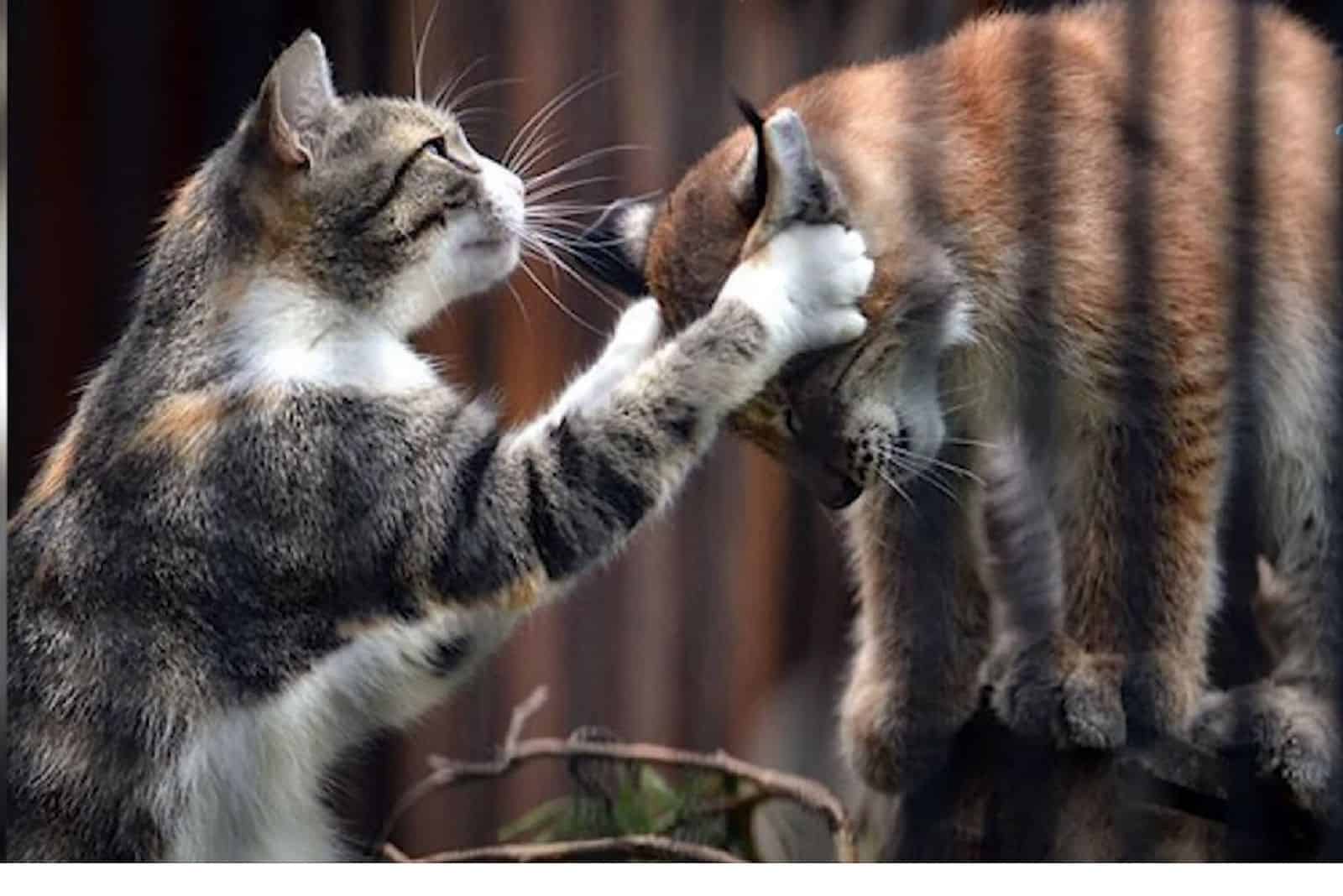 a cat with front paws plays with a baby lynx