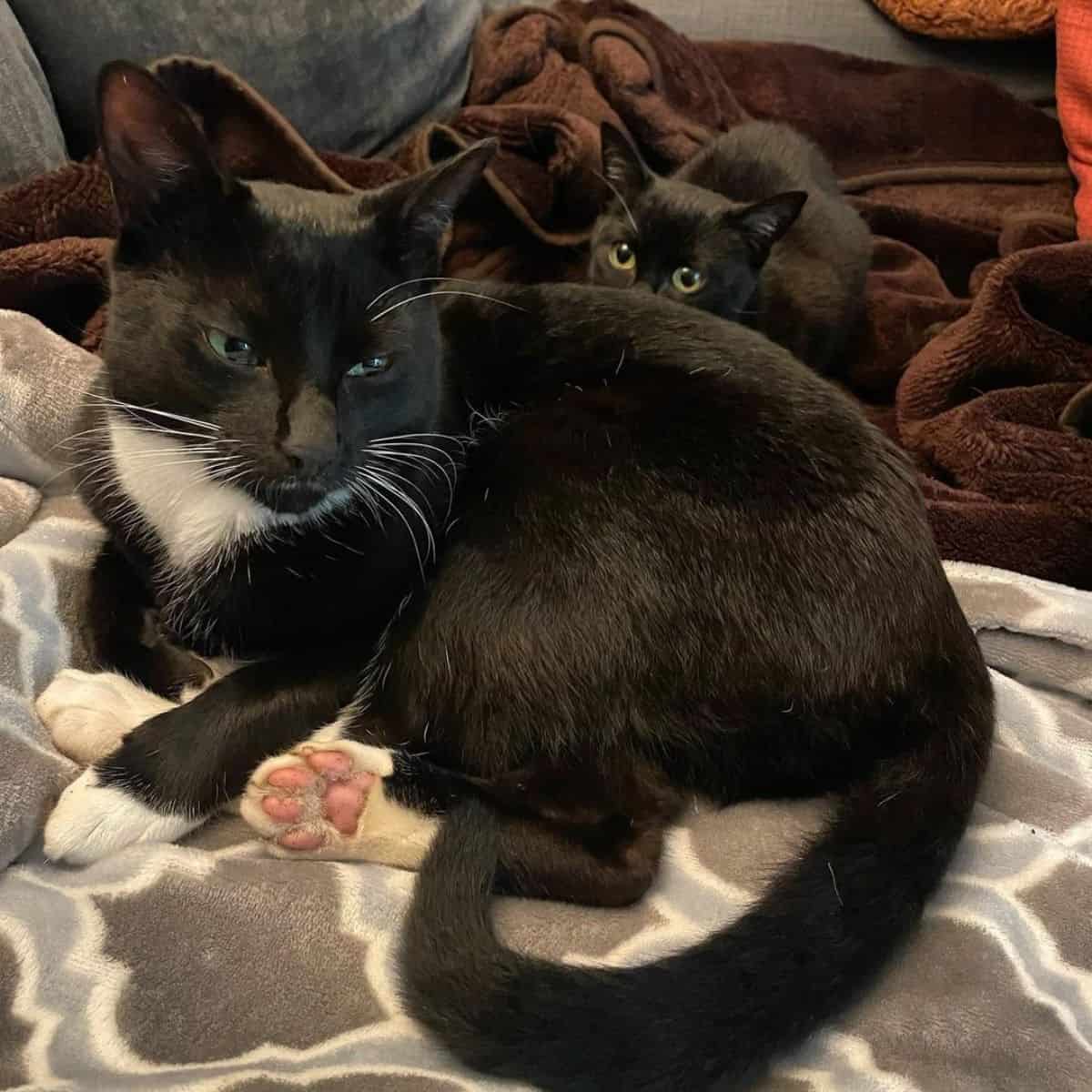 a cat with her kitten is lying on the couch