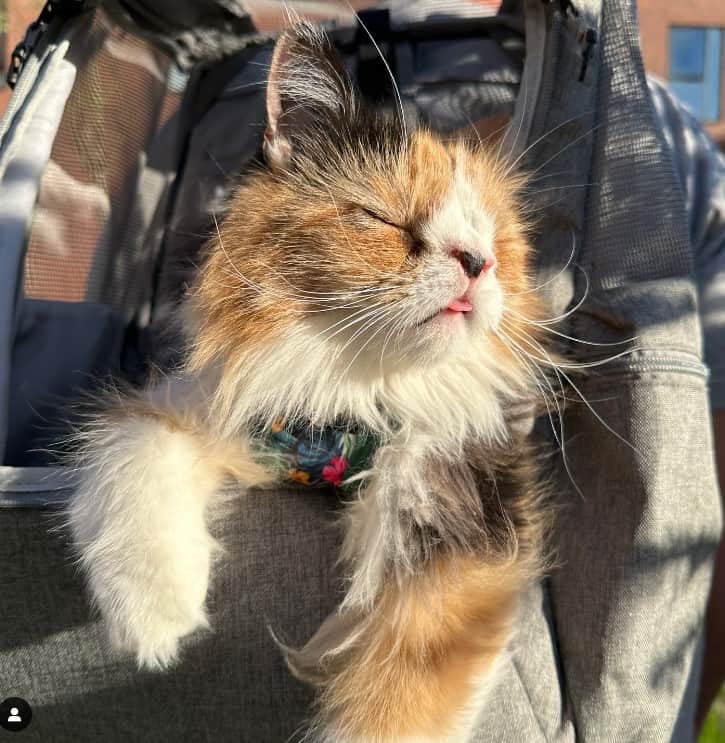 a cat with special needs in a stroller