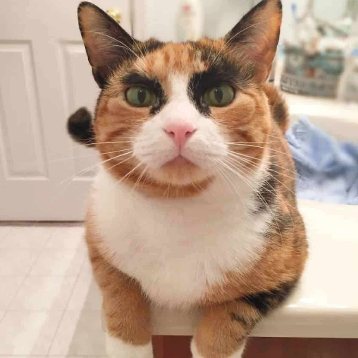 a cat with the most unusual eyebrows sits and looks at the camera