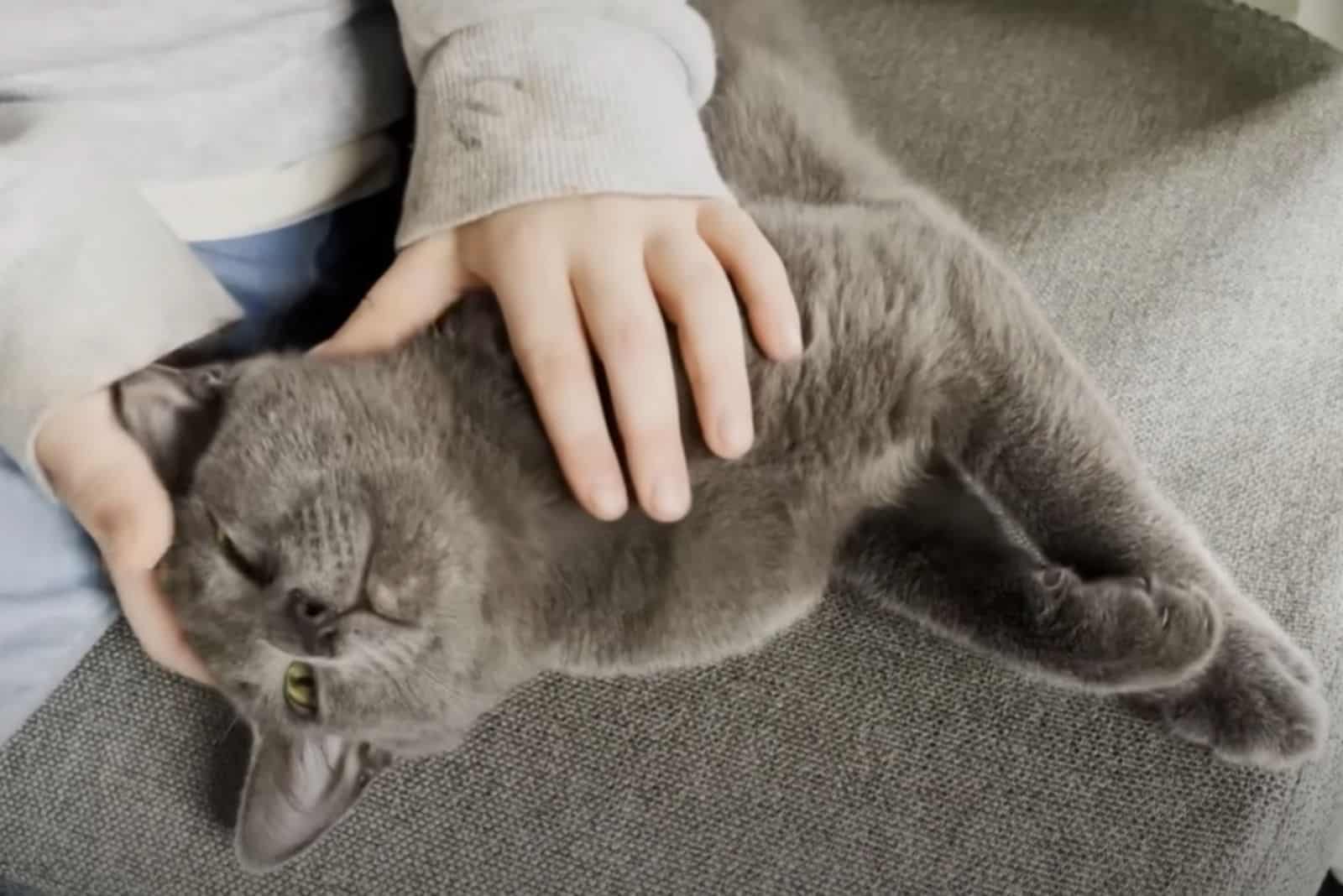 a child caresses a gray kitten