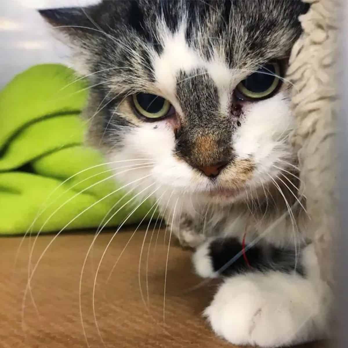 a cute cat is sitting in front of the camera