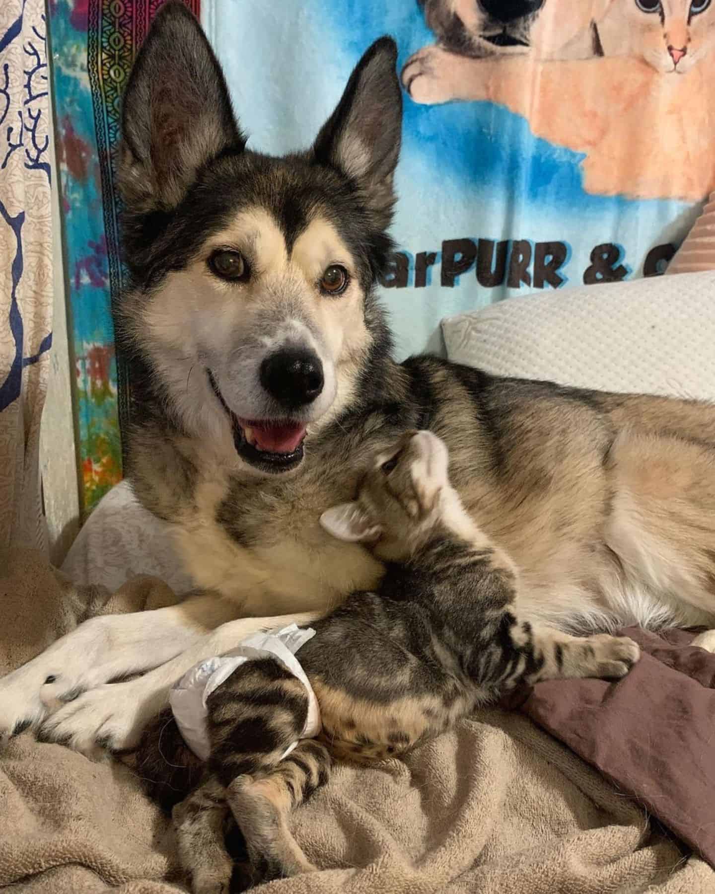 a cute kitten caresses a husky