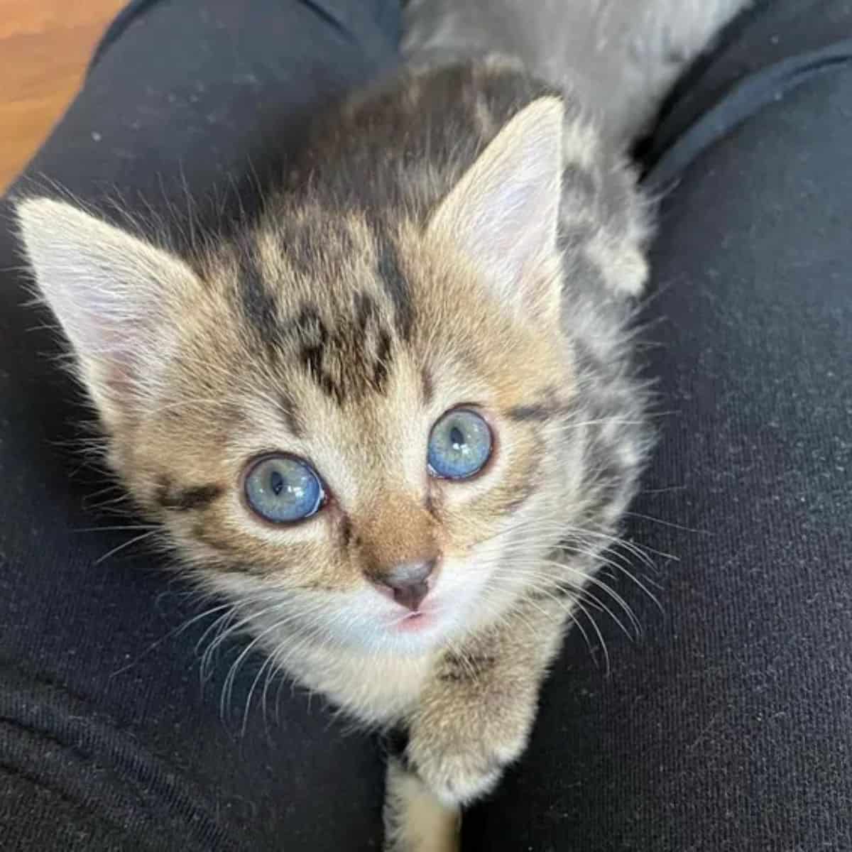 a cute kitten with green eyes on a woman's lap