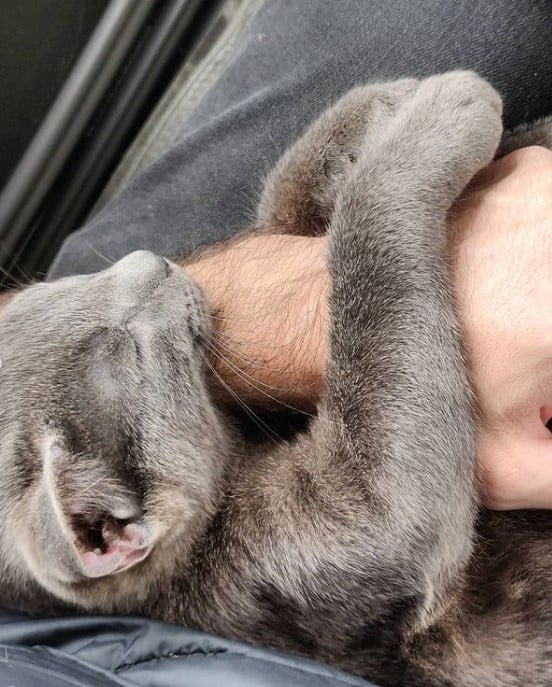 a gray cat curled up against a man's arm