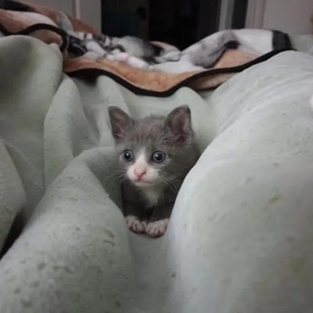 a gray cat is lying on a blanket