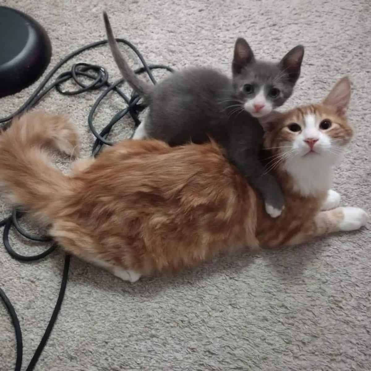 a gray kitten is playing with a cat