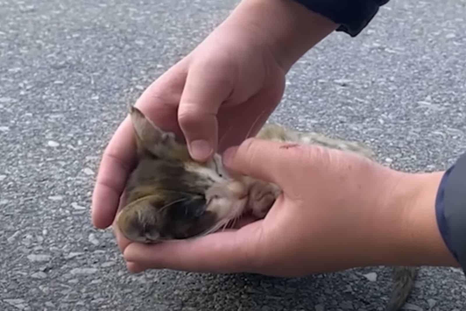 a kind man rescues a kitten