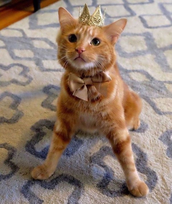 a kitten with a crown on its head sits on the comforter and looks at the camera