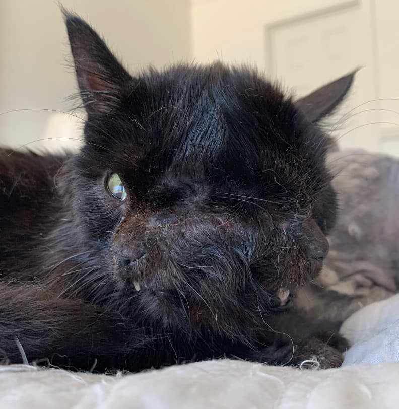 a kitten with two faces is lying on the couch