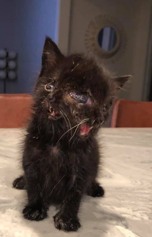 a kitten with two faces is sitting on the table