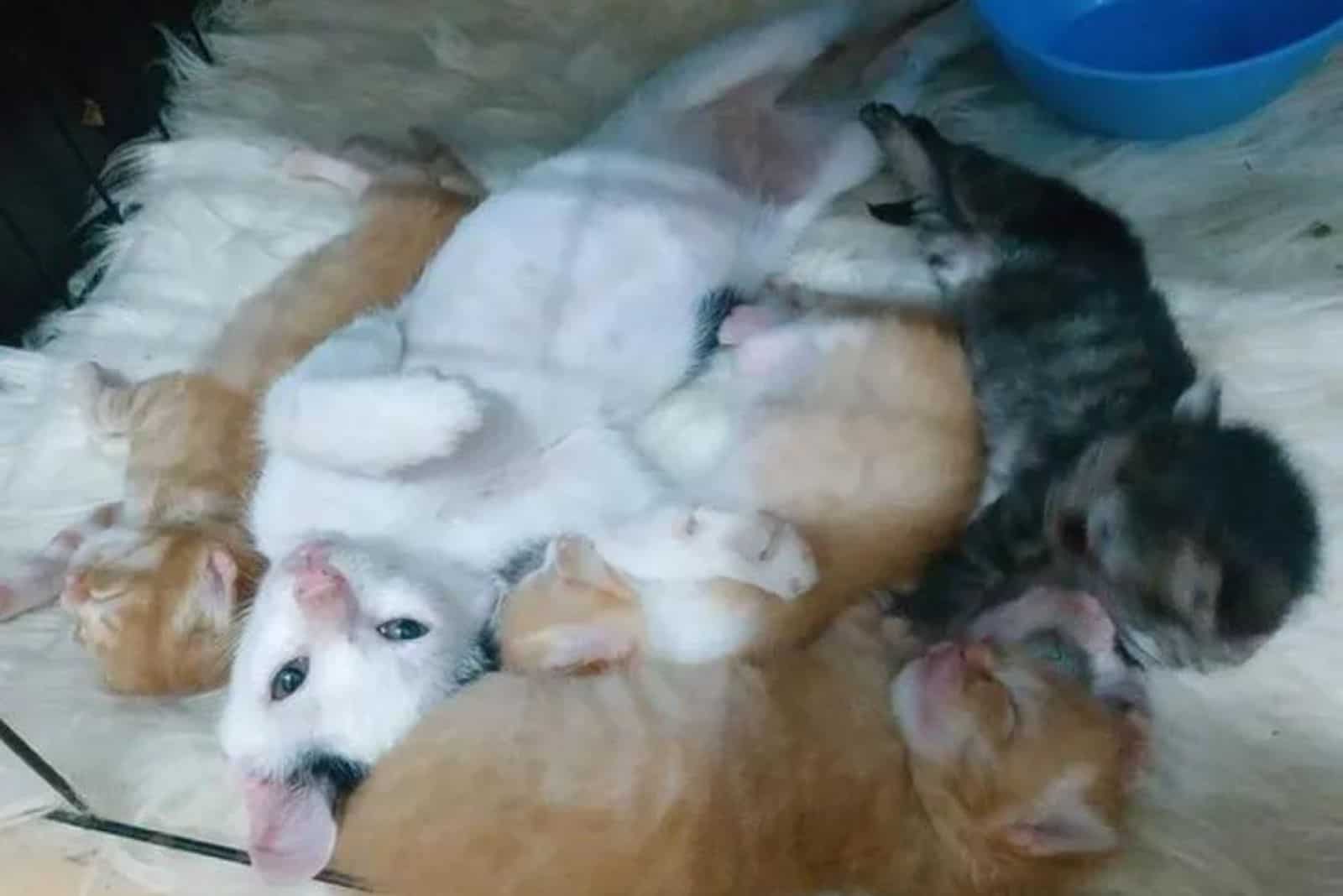 a litter of kittens lying next to each other