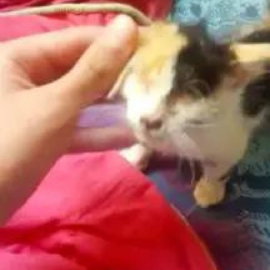 a man caresses a blind and deaf kitten