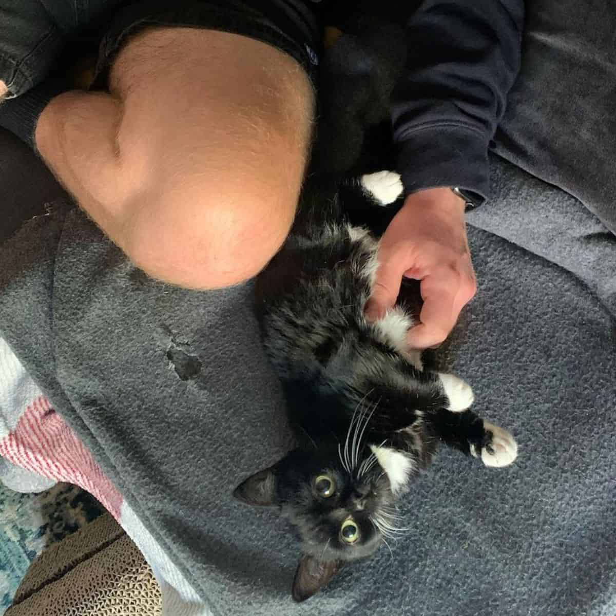 a man caresses a dwarf kitten