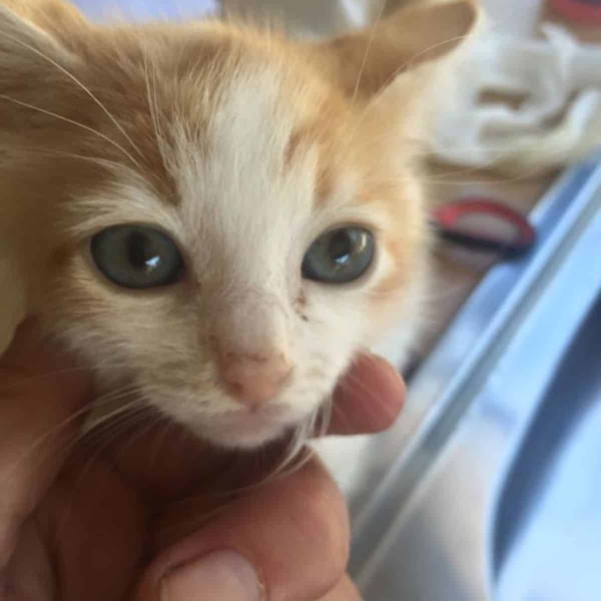 a man caresses a kitten that looks at the camera