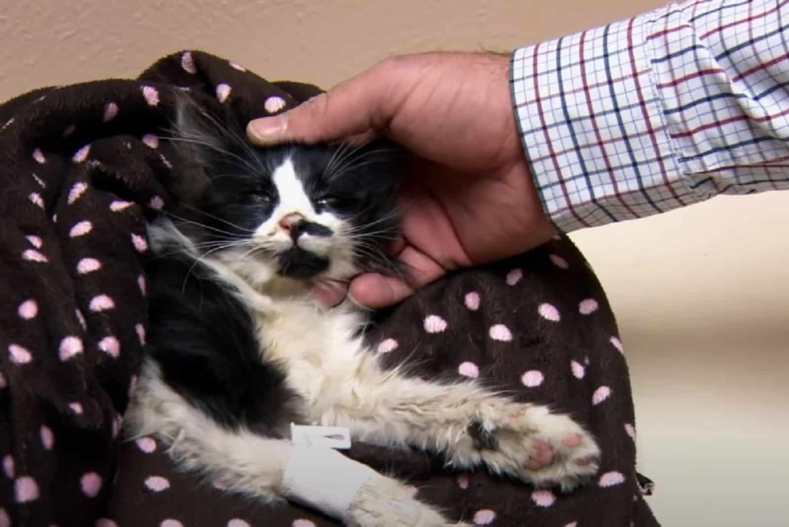 a man caresses an injured kitten