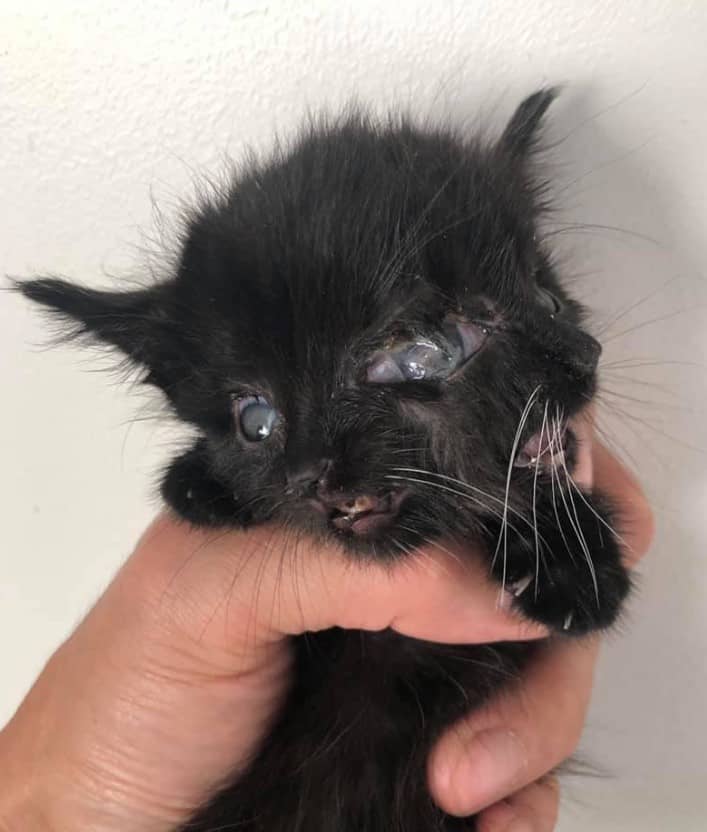 a man holds a kitten with two faces in his hand