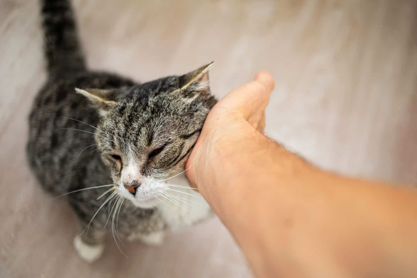 a man is petting a cat sitting on a laminate floor